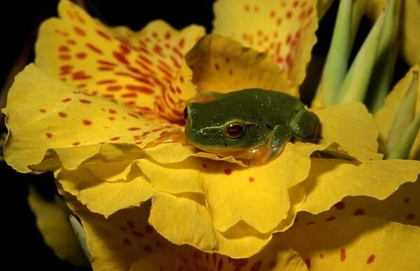 CLY03021. AUS-343. Dainty green tree frog on a Canna.