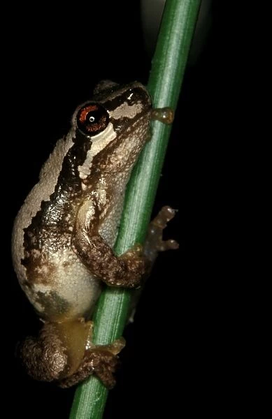 CLY03022. AUS-344. Bleating tree frog. Northeastern New South Wales, Australia
