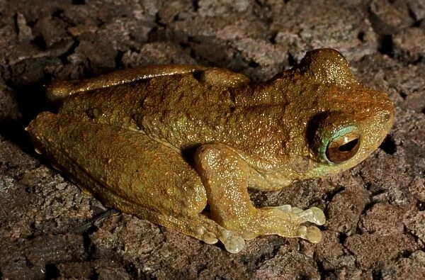 CLY03023. AUS-345. Green-eyed tree frog - a rainforest inhabitant.