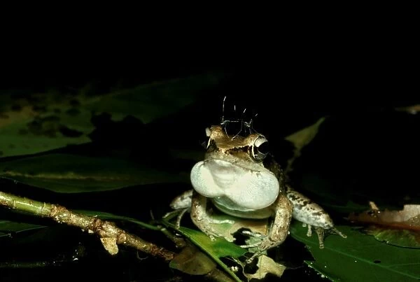CLY03025. AUS-347. Wood frog - male with mosquitoes on head, calling