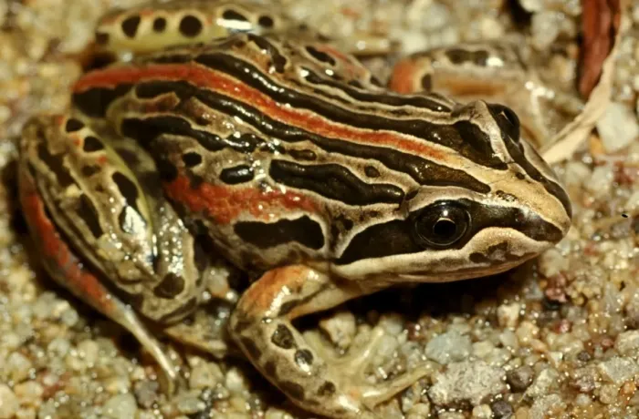 Framed Print : CLY03031. AUS-353. Salmon-striped frog - a burrowing frog. Framed Print : CLY03031. AUS-353. Salmon-striped frog - a burrowing frog.