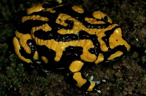 CLY03032. AUS-354. A Southern corroboree frog - with unusual pattern
