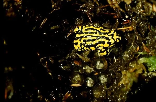 CLY03033. AUS-355. Southern corroboree frog - with embryos in large eggs