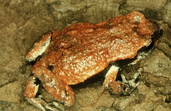 CLY03037. AUS-359. Red-backed toadlet - a small frog of coastal areas.
