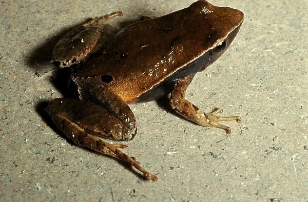 CLY03038. AUS-360. Sharp-snouted torrent frog - formerly found in rainforests