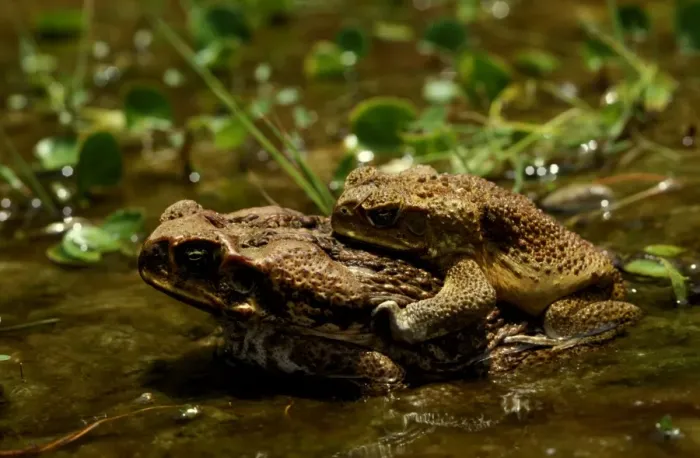 Framed Print : CLY03040. AUS-362. Cane toad - pair in amplexus Framed Print : CLY03040. AUS-362. Cane toad - pair in amplexus