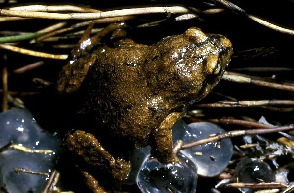 CLY03046. AUS-368. Smooth froglet - with the large eggs that it lays out of the water.