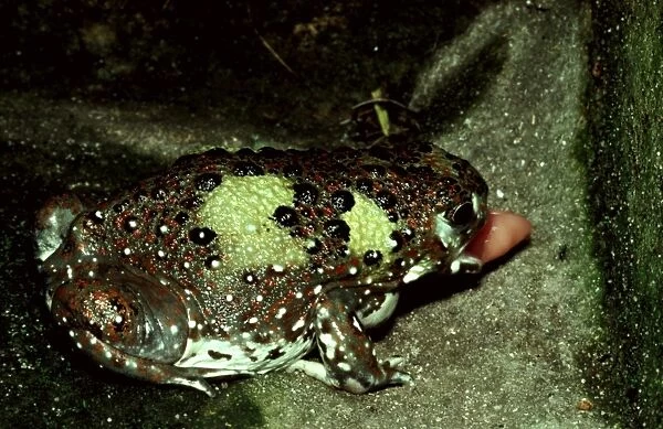 CLY03047. AUS-369. Crucifix toad - flicking out its tongue at an ant (its food source).