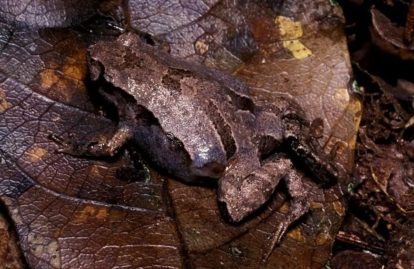 CLY03049. AUS-371. Pouched frog - male. The male broods the tadpoles in