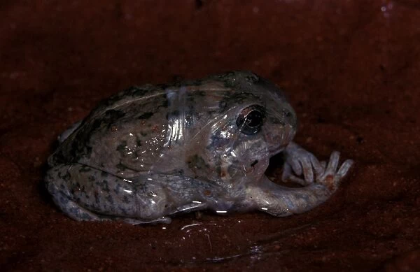 CLY03050. AUS-372. A burrowing frog - removing cocoon after aestivation over dry period