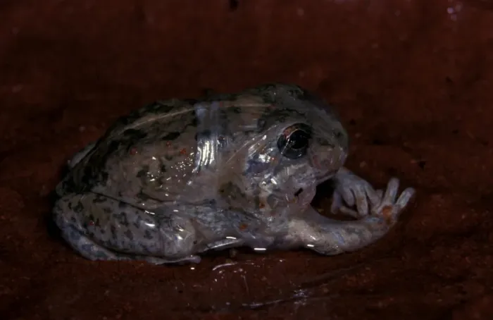 Framed Print : CLY03050. AUS-372. A burrowing frog - removing cocoon after aestivation over dry period Framed Print : CLY03050. AUS-372. A burrowing frog - removing cocoon after aestivation over dry period