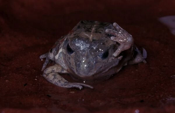 CLY03051. AUS-373. A burrowing frog - removing cocoon after astivation over dry period.