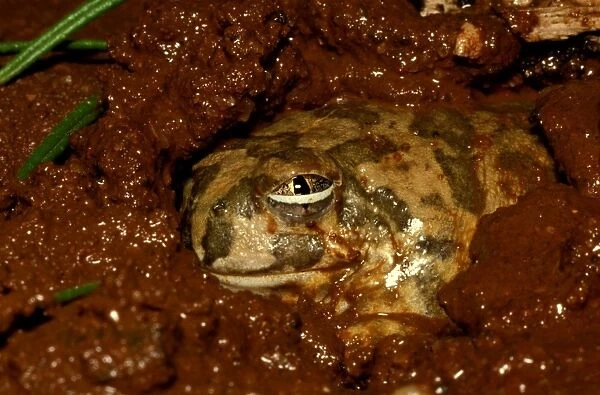 CLY03053. AUS-375. Trilling frog - burrowing, showing protective third eyelid.