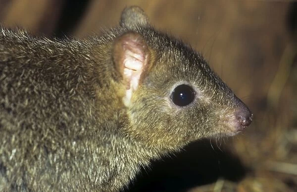 CMB-271 Brush-tailed bettong. Also known as: Brush-tailed rat kangaroo and woylie
