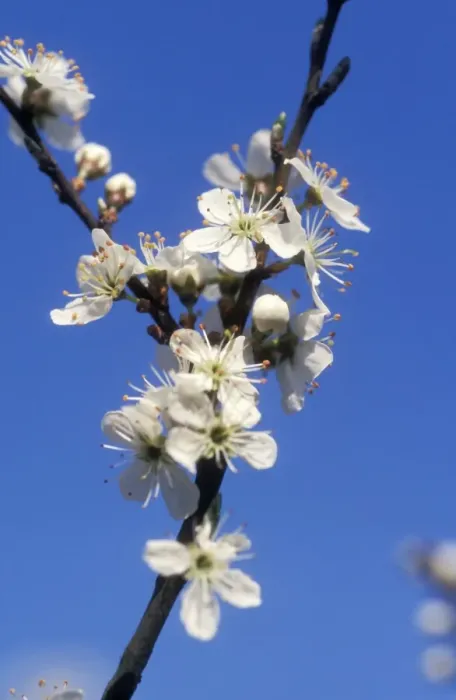 Framed Print : CNB-659. CMB-659. Blackthorn / Sloe. Prunus spinosa Framed Print : CNB-659. CMB-659. Blackthorn / Sloe. Prunus spinosa