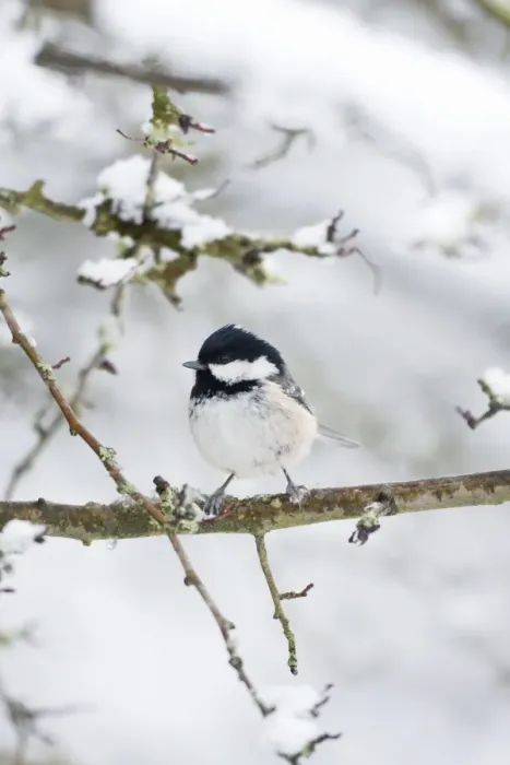 Framed Print : Coal Tit. ROY-457. Coal Tit - Perched in snow Framed Print : Coal Tit. ROY-457. Coal Tit - Perched in snow