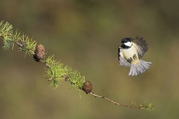 Coal Tit. Alighting on a pine cone covered conifer branch. Cleveland, England, UK