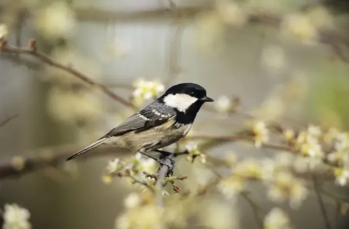 Framed Print : Coal Tit - in blackthorn hedge Framed Print : Coal Tit - in blackthorn hedge