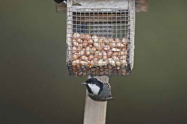 Coal Tit at the feeding station  /  bird feeder - Scotland