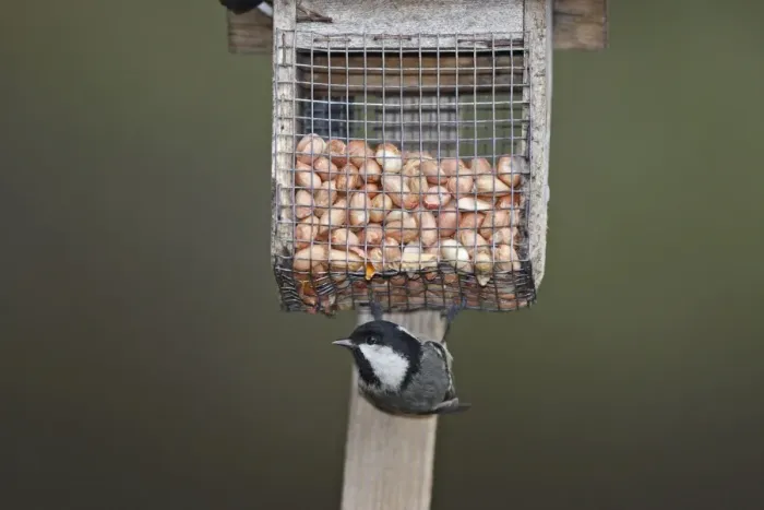Framed Print : Coal Tit at the feeding station / bird feeder - Scotland Framed Print : Coal Tit at the feeding station / bird feeder - Scotland