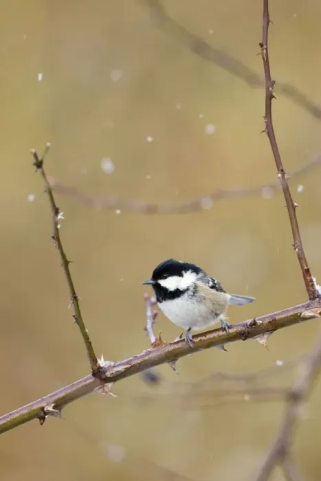 Framed Print : Coal Tit Perched on bramble in a snow flurry. Cleveland, UK Framed Print : Coal Tit Perched on bramble in a snow flurry. Cleveland, UK