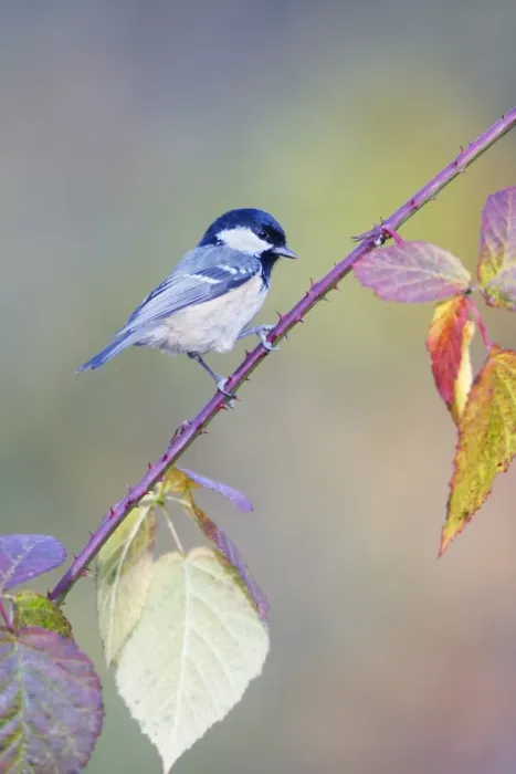 Framed Print : Coal Tit - Perched on bramble stem showing autumn coloured foliage - Cleveland - UK