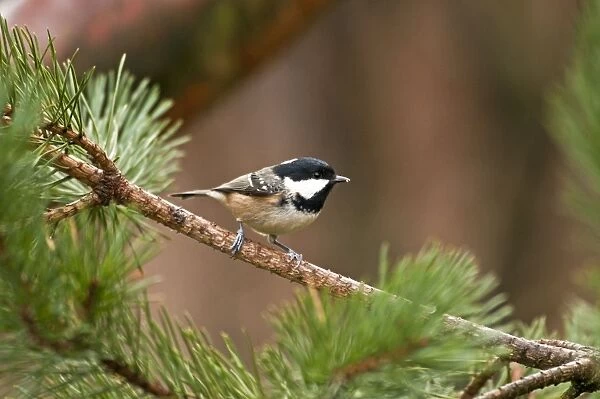 Coal Tit - perched on branch of pine tree - Cairngorm - Scotland