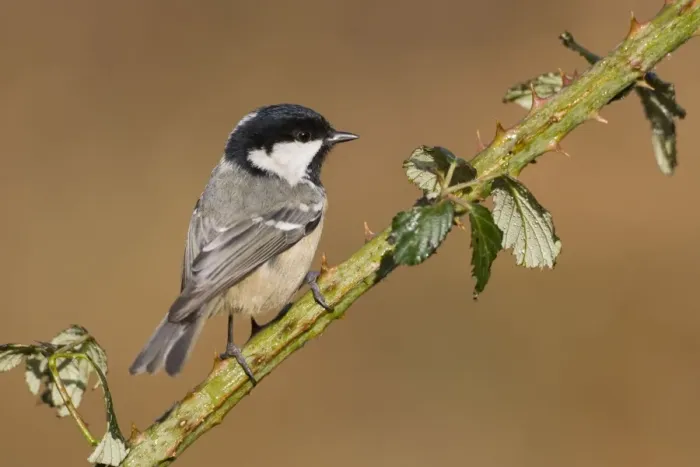 Framed Print : Coal Tit Portrait perched on bramble stem Cleveland, UK Framed Print : Coal Tit Portrait perched on bramble stem Cleveland, UK