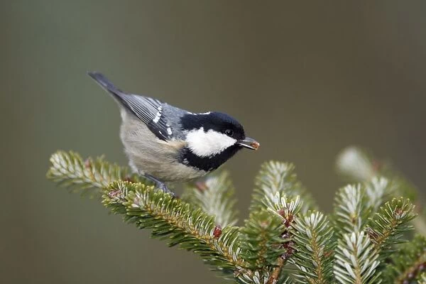 Coal Tit - searching for food on fir tree, Lower Saxony Germany