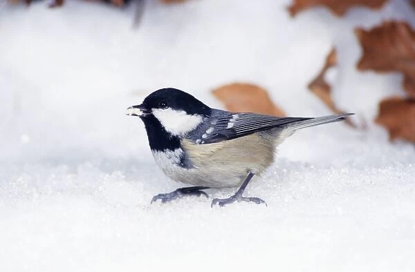 Coal Tit - in snow on ground in winter