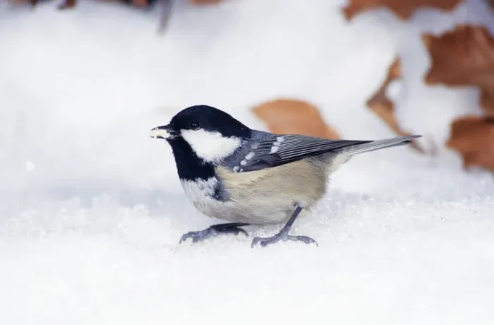 Framed Print : Coal Tit - in snow on ground in winter Framed Print : Coal Tit - in snow on ground in winter