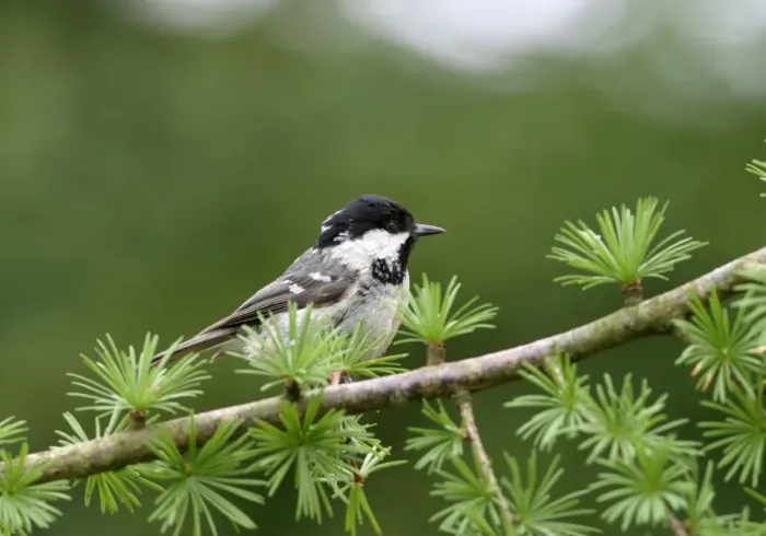 Framed Print : Coal Tit On spruce West Wales, UK Framed Print : Coal Tit On spruce West Wales, UK