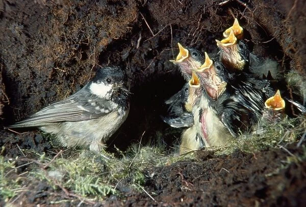 Coal Tit - taking food to nest for young