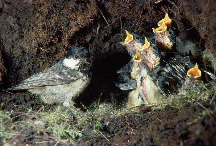 Framed Print : Coal Tit - taking food to nest for young Framed Print : Coal Tit - taking food to nest for young
