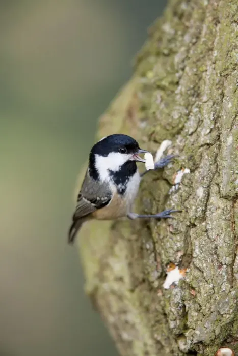 Framed Print : Coal Tit on Tree Trunk - UK Framed Print : Coal Tit on Tree Trunk - UK