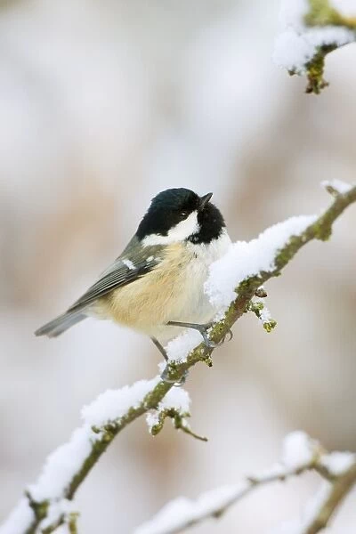 Coal Tit - In winter on snow covered hawthorne twigs - Cleveland -UK