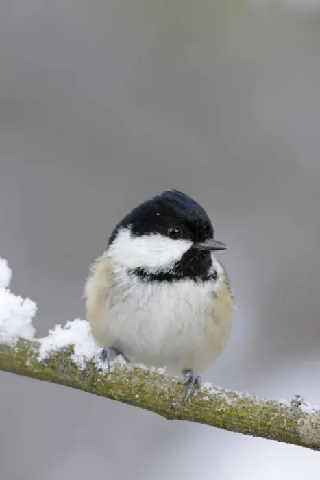 Framed Print : Coal Tit - in winter on snow covered twig - Cleveland -UK Framed Print : Coal Tit - in winter on snow covered twig - Cleveland -UK