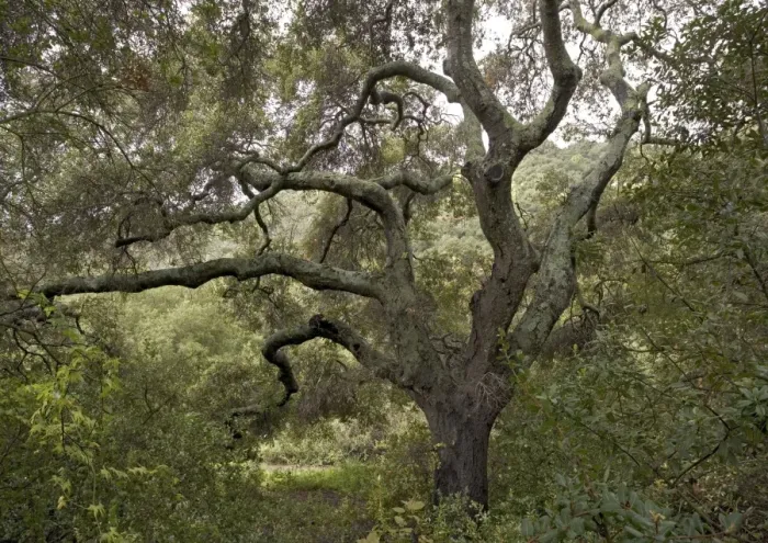 Framed Print : Coast Live Oak Framed Print : Coast Live Oak