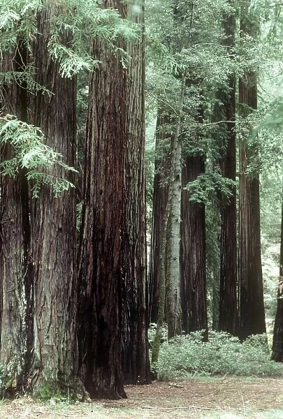 Coast Redwood - forest - Califonia USA
