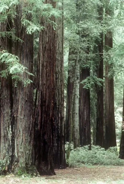 Framed Print : Coast Redwood - forest - Califonia USA Framed Print : Coast Redwood - forest - Califonia USA