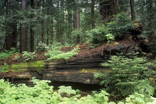Coast Redwood - forest - Humboldt Redwoods State Park - Califonia USA