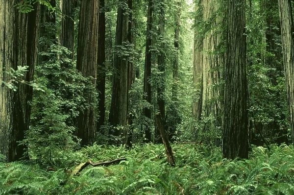 Coast Redwood JLM 10450 Redwoods National Park, California USA. Sequoia sempervirens © John Mason  /  ARDEA LONDON