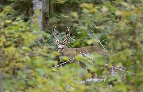 Coastal Black-tailed Deer - buck appearing through foliage - Autumn - Pacific Northwest - Washington - USA _CXA4407