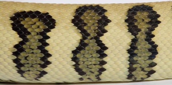 Coastal Carpet Python - detail of the skin - Mcdowelli sub-species - “Jaguar” mutation - Australia