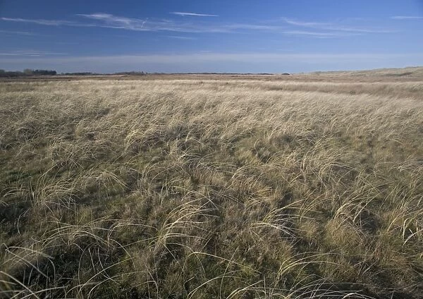 Coastal grassland behind the dunes at Winterton Ness, east Norfolk