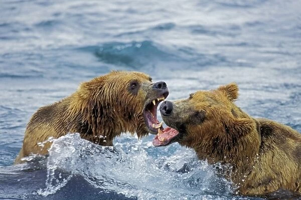 Coastal grizzly bear arguing over salmon fishing rights. McNeil River, Alaska. Summer. MA1321