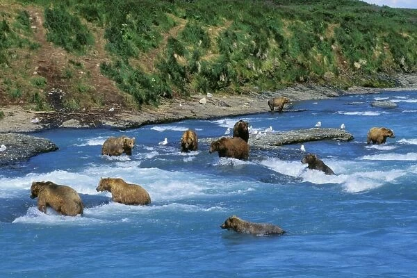 Coastal Grizzly Bears - fishing for salmon McNeil River, Alaska. MA1397