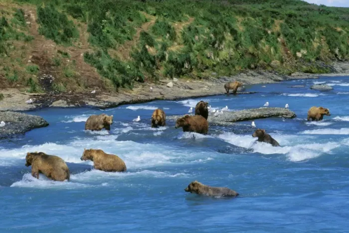 Framed Print : Coastal Grizzly Bears - fishing for salmon McNeil River, Alaska. MA1397