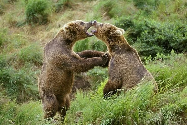 Coastal Grizzly Bears wrestling. Nr McNeil River, Alaska. Summer MA1305