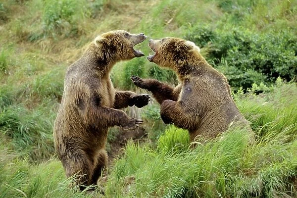 Coastal Grizzly Bears wrestling - dominance behavior among big males at salmon fishing areas, McNeil River, Alaska. MA1306